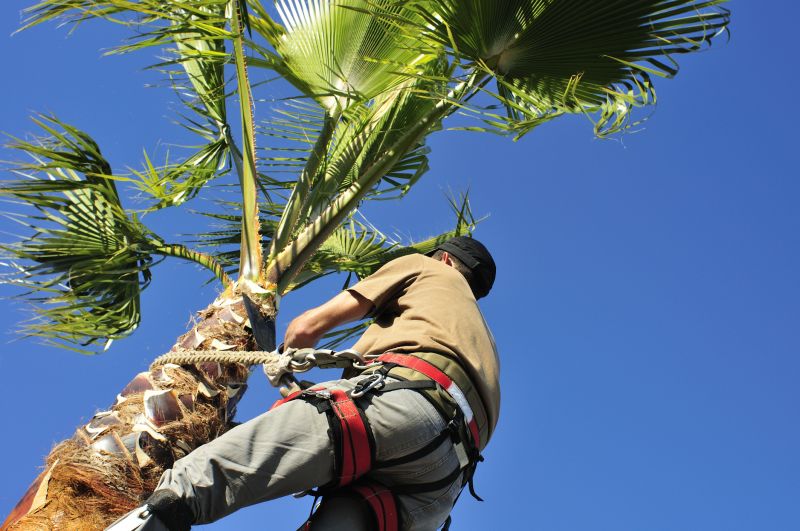 Queen Palm Pruning