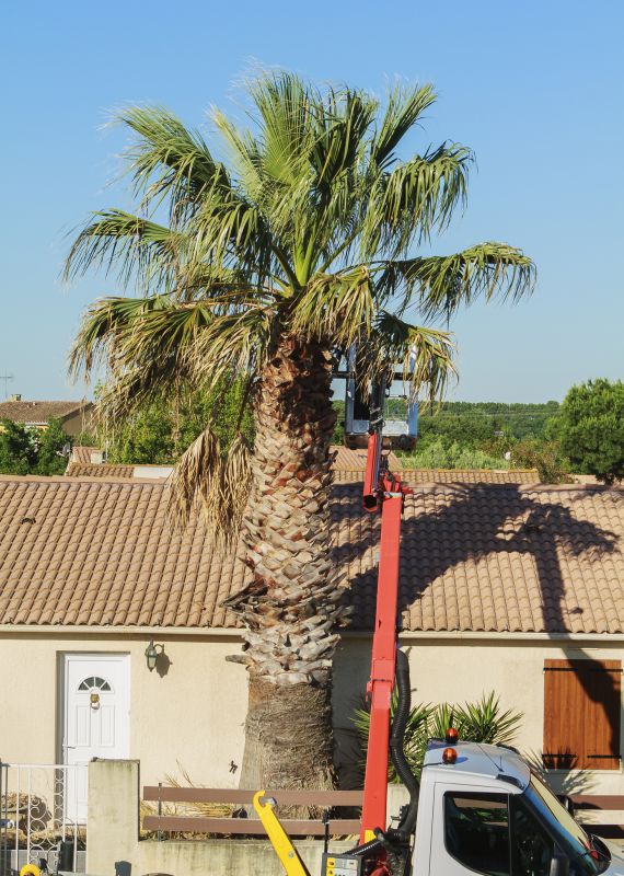 Queen Palm Pruning