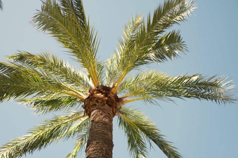 Palm Pruning