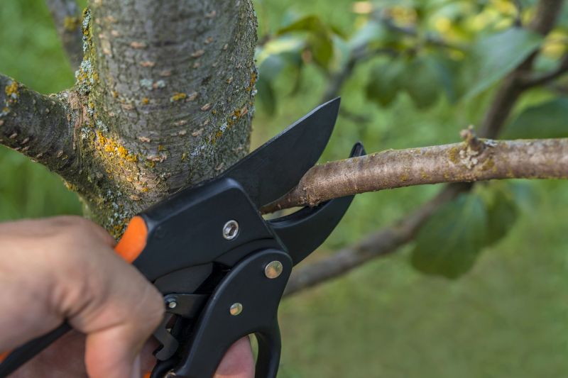 Palm Pruning