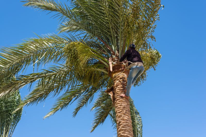 Palm Pruning