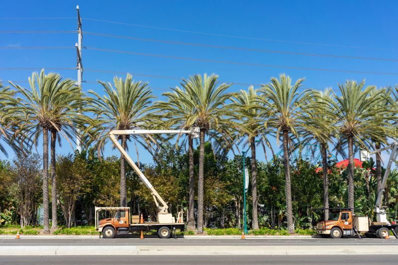 Recycling Palm Debris