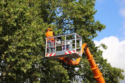 Tree Care Contractors